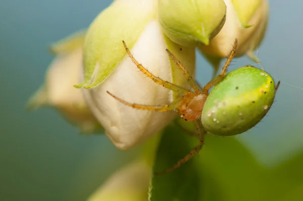 Araniella cucurbitina — 图库照片