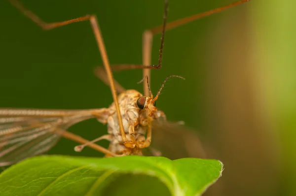 Tipulidae — Stok fotoğraf