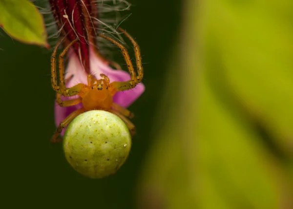 Araniella cucurbitina — Fotografia de Stock