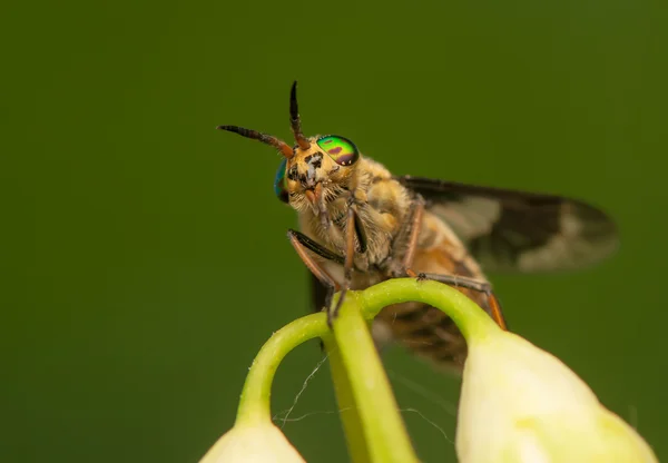 Chrysoops — Stockfoto