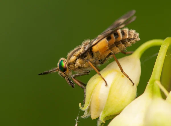 Chrysops. — Foto de Stock