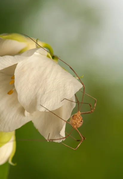 Opiliones — Zdjęcie stockowe