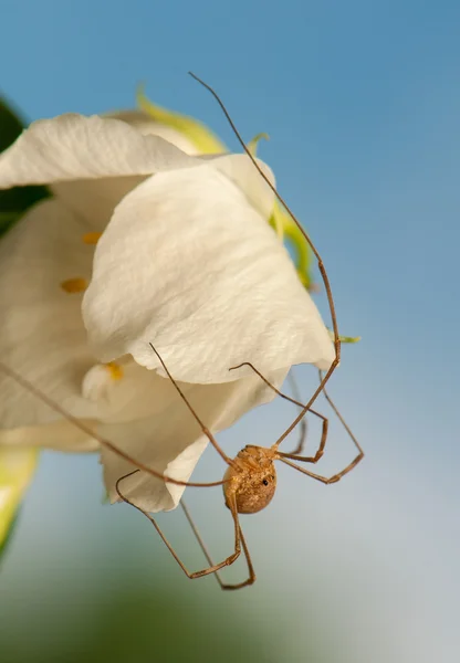 Opiliones — Stock Photo, Image