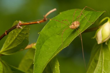 Opiliones