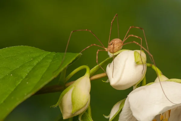 Opiliones — Stock Photo, Image