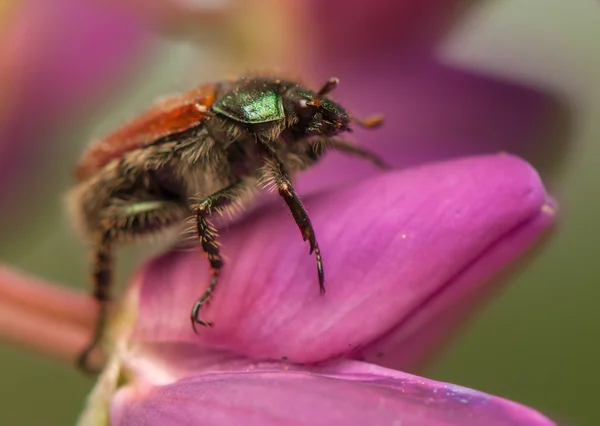 Phyllopertha horticola — Stok fotoğraf