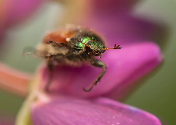 Phyllopertha horticola — Stok fotoğraf