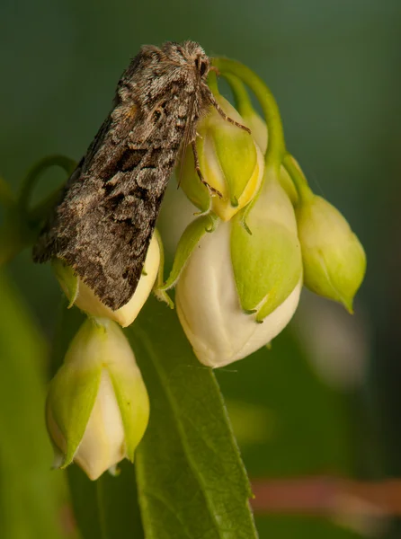 Schaaruil — Stockfoto