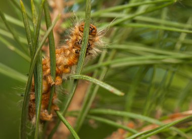 Dendrolimus pini