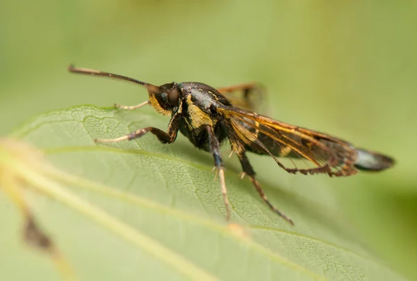 Przeziernik spheciformis — Zdjęcie stockowe