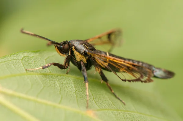 Synanthedon spheciformis — Stockfoto