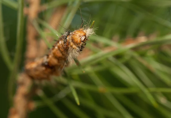 Dendrolimus 호텔 — 스톡 사진