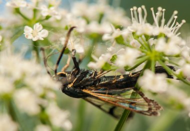 Synanthedon spheciformis