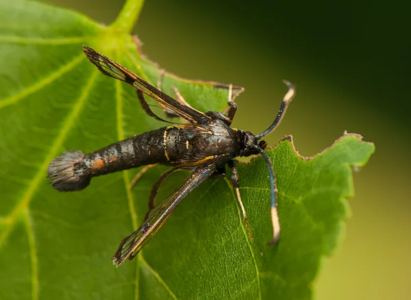 Synanthedon spheciformis — Fotografia de Stock