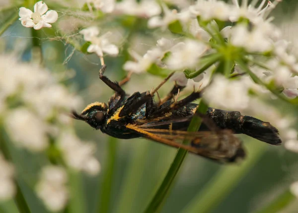 Synanthedon feciformis — стоковое фото