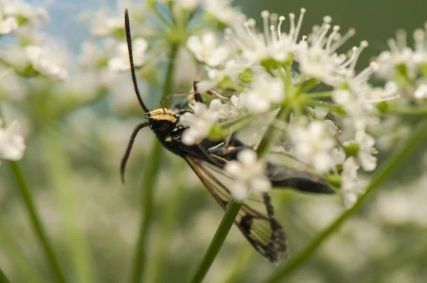 Üvegszárnyú spheciformis — Stock Fotó