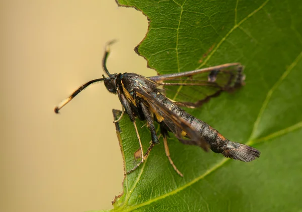 Synanthedon feciformis — стоковое фото