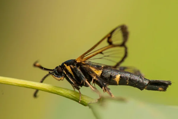 Przeziernik spheciformis — Zdjęcie stockowe