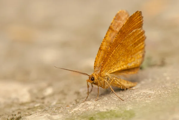 Macaria brunneata — Stock fotografie