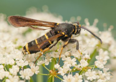 Paranthrene tabaniformis