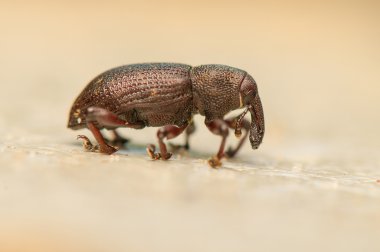 Hylobius transversovittatus