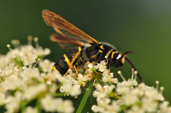 Paranthrene tabaniformis — Foto de Stock