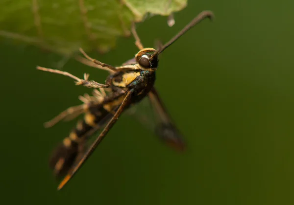 Przeziernik conopiformis — Zdjęcie stockowe