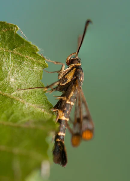 Przeziernik conopiformis — Zdjęcie stockowe