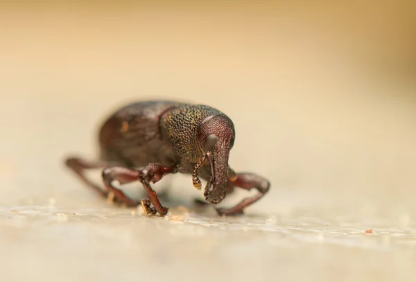 Hylobius transversovittatus — Fotografia de Stock