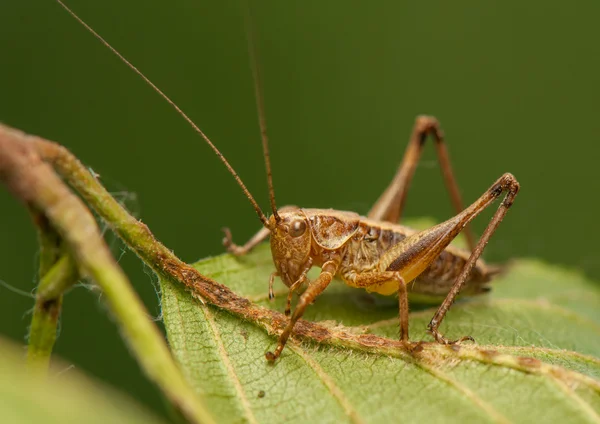 Philloptera — Foto Stock