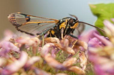 Synanthedon spheciformis