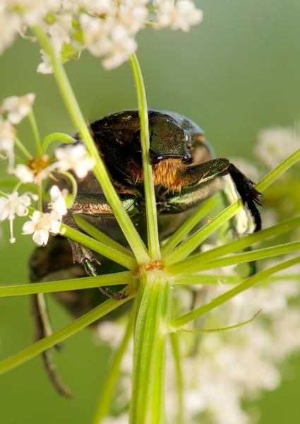 Protaetia marmorata — Foto de Stock