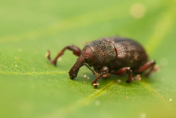 Hylobius transversovittatus — Fotografia de Stock