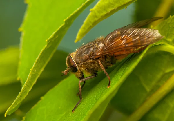 Koně fly — Stock fotografie