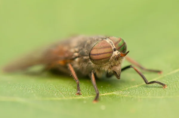 Mucha owad — Zdjęcie stockowe
