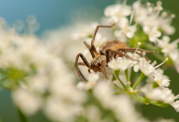 Pisaura mirabilis — Fotografia de Stock