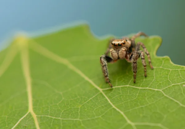 Evarcha falcata — Stok fotoğraf