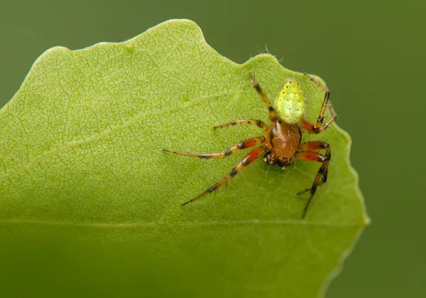 Araniella. — Foto de Stock