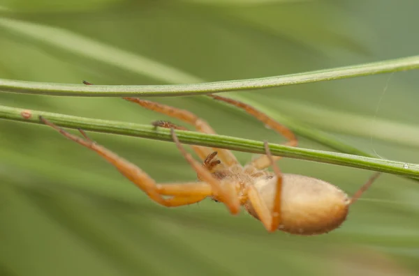 Philodromus fuscomarginatus — Stock Fotó