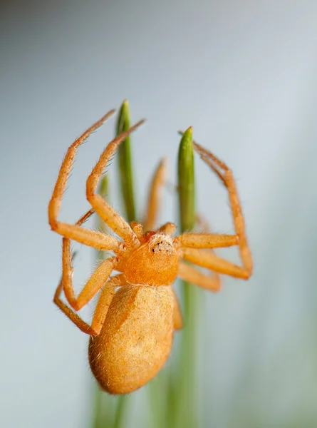 Philodromus fuscomarginatus — Stock fotografie