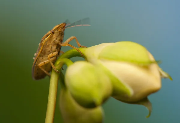 Aelia acuminata — Stok Foto