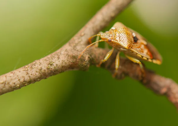 Elasmucha grisea — Stockfoto