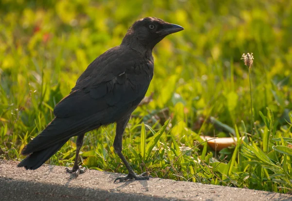 Jackdaw ! — Photo