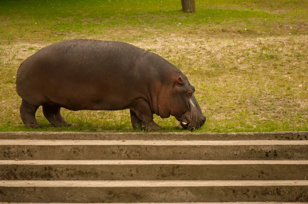 Amphibius Hippopotamus — Φωτογραφία Αρχείου