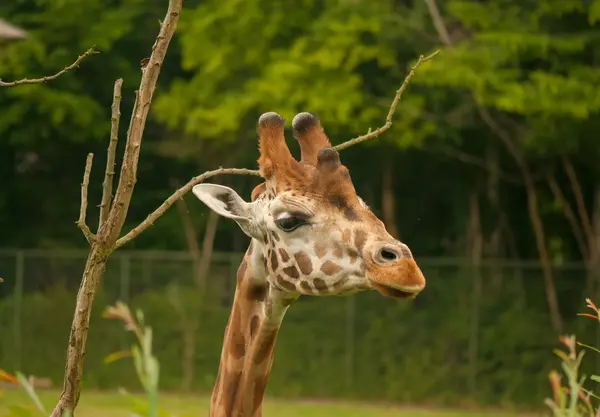 Giraffa Żyrafy — Zdjęcie stockowe