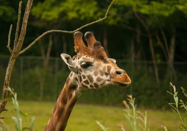 Giraffa Żyrafy — Zdjęcie stockowe