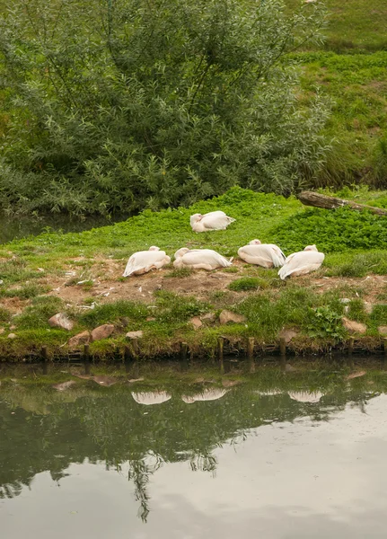 Pelecanus — Stock fotografie