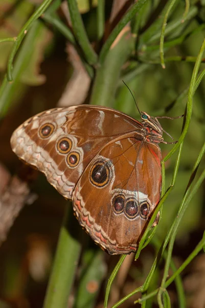 Egzotyczny motyl — Zdjęcie stockowe