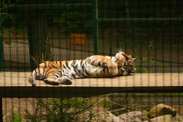Panthera tigris — Stockfoto