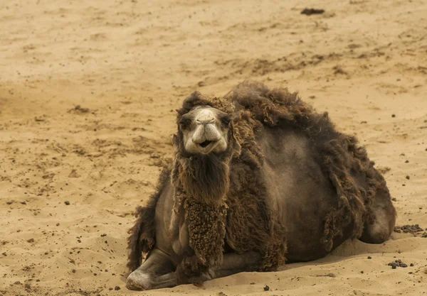 Camelus. — Foto de Stock